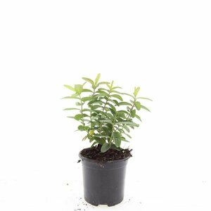 Hypericum calycinum P9 - afbeelding 11