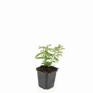 Hypericum calycinum P9 - afbeelding 18