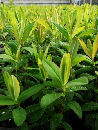 Hypericum calycinum P9 - afbeelding 2