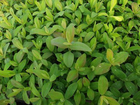 Hypericum calycinum P9 - afbeelding 3