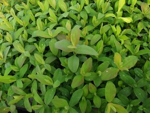 Hypericum calycinum P9 - afbeelding 3