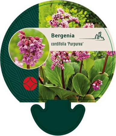 Bergenia cordifolia 'Purpurea' C2 - afbeelding 2