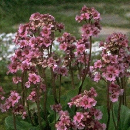 Bergenia cordifolia 'Purpurea' C2 - afbeelding 4