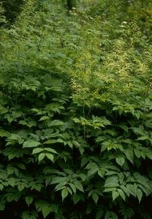 Aruncus dioicus C2 - afbeelding 1