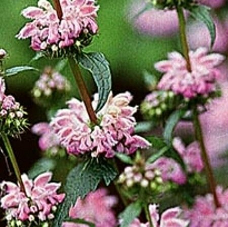 Phlomis tuberosa C2 - afbeelding 3