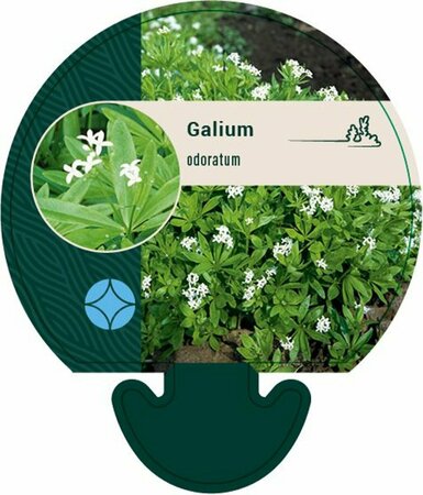Galium odoratum P9 - afbeelding 4