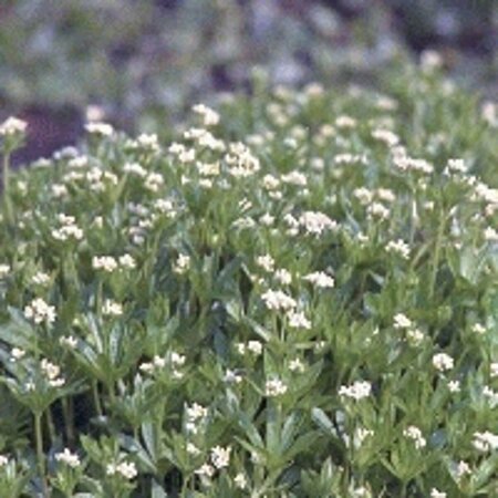 Galium odoratum P9 - afbeelding 8