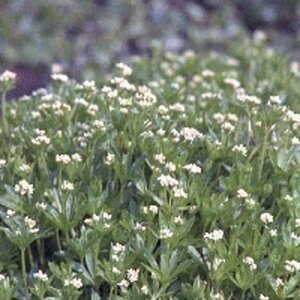 Galium odoratum P9 - afbeelding 8