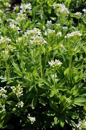 Galium odoratum P9 - afbeelding 3