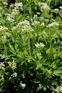 Galium odoratum P9 - afbeelding 3
