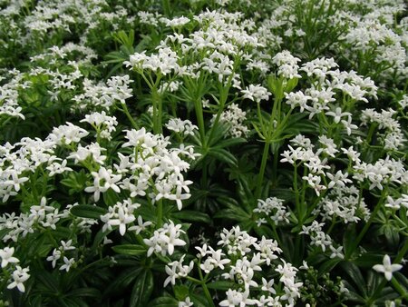 Galium odoratum P9 - afbeelding 9