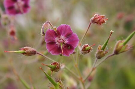 Geranium phaeum 'Samobor' P9 - afbeelding 2