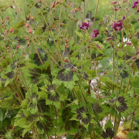 Geranium phaeum 'Samobor' P9 - afbeelding 3