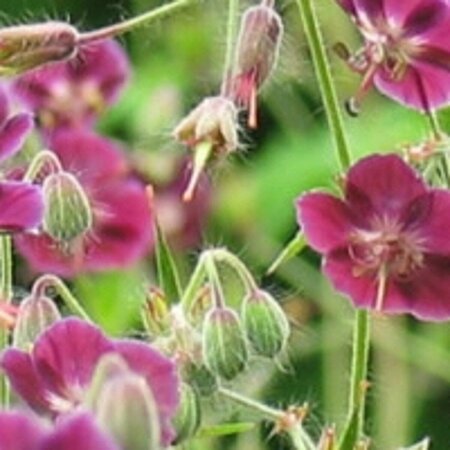 Geranium phaeum 'Samobor' P9 - afbeelding 4
