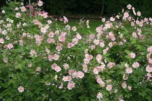 Anemone hupehensis 'September Charm' P9 - afbeelding 3