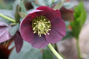 Helleborus or. 'Pretty Ellen Red' P9 - afbeelding 2