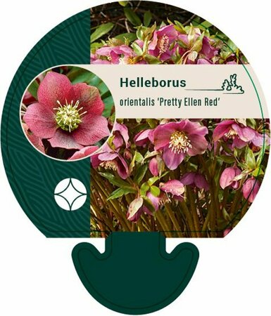 Helleborus or. 'Pretty Ellen Red' P9 - afbeelding 3