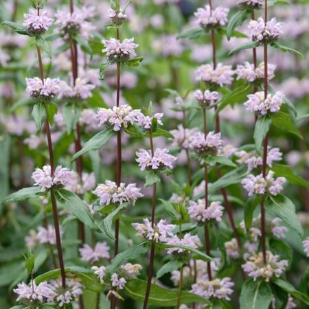 Phlomis tuberosa 'Amazone' P9 - afbeelding 4