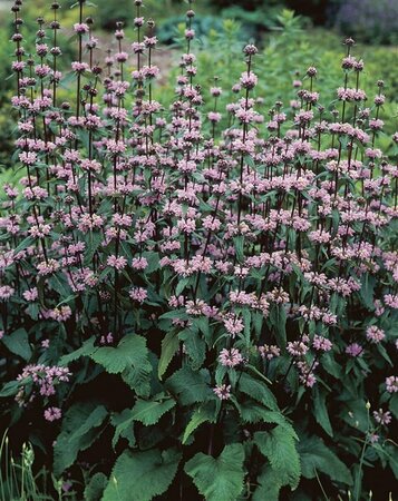 Phlomis tuberosa 'Amazone' P9 - afbeelding 5