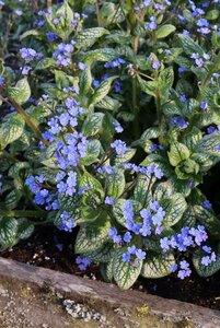 Brunnera macrophylla 'Sea Heart' P9 - afbeelding 7