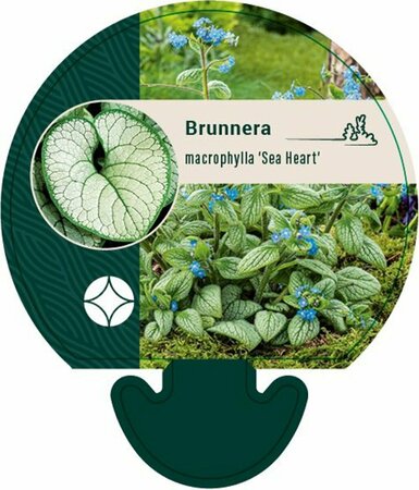 Brunnera macrophylla 'Sea Heart' P9 - afbeelding 6