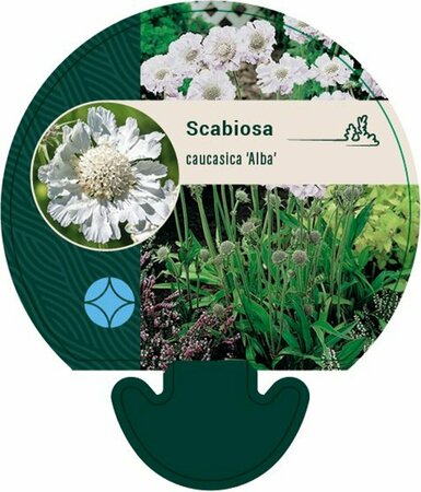 Scabiosa caucasica 'Alba' P9 - afbeelding 1