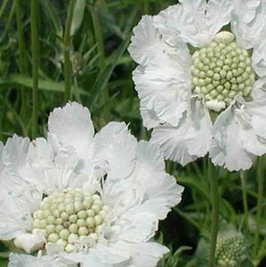 Scabiosa caucasica 'Alba' P9 - afbeelding 2