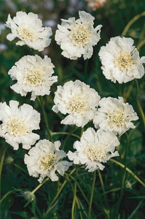 Scabiosa caucasica 'Alba' P9 - afbeelding 3