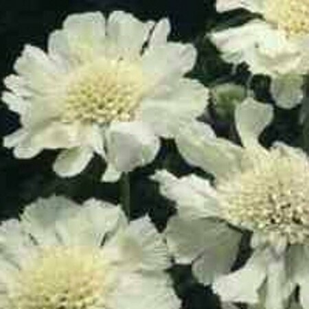 Scabiosa caucasica 'Alba' P9 - afbeelding 4