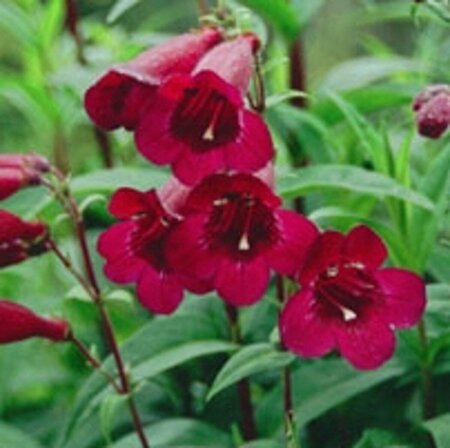 Penstemon 'Rich Ruby' P9 - afbeelding 2