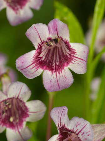 Penstemon 'Rich Ruby' P9 - afbeelding 3