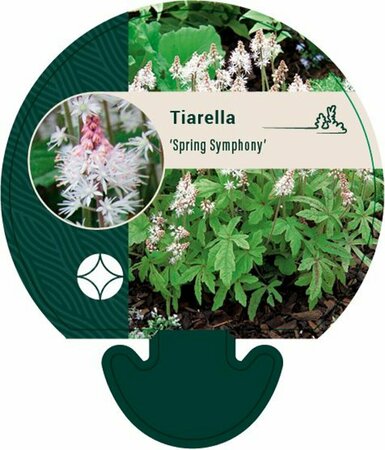 Tiarella 'Spring Symphony' P9 - afbeelding 3