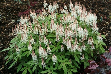 Tiarella 'Spring Symphony' P9 - afbeelding 2