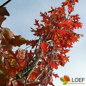 Quercus palustris 'Green Pillar' 8-10 C. 