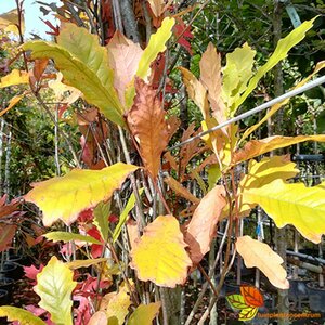 Quercus warei Regal Prince 200/225 C.