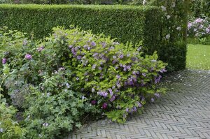 Robinia hispida ST. 225 12-14 C.