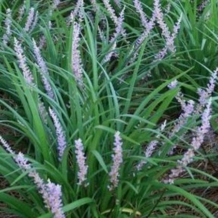 Liriope muscari 'Big Blue' P9 - afbeelding 9