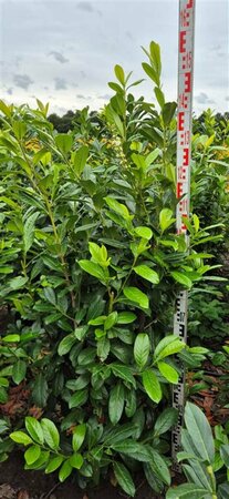 Prunus laurocerasus 'Novita' ST. 180 12-14 C.  - afbeelding 3