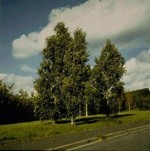 Betula pendula 'Fastigiata' 10-12 C. HO.
