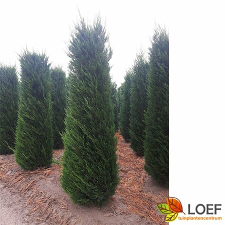 Cupressocyparis leylandii 175/200 KL. - afbeelding 9