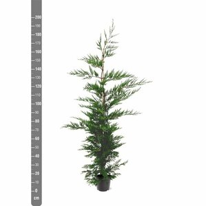 Cupressocyparis leylandii 175/200 KL. - afbeelding 2