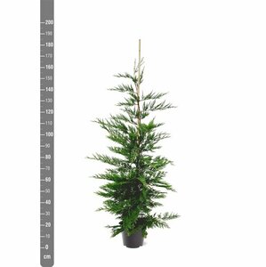 Cupressocyparis leylandii 175/200 KL. - afbeelding 3