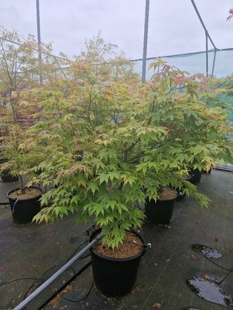 Acer palmatum 'Osakazuki' 200/225 C. Solitair - afbeelding 6
