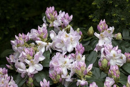 Rhododendron 'Gomer Waterer' 40/50 C. - afbeelding 2