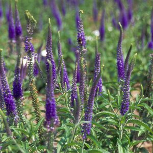 Veronica spicata P9