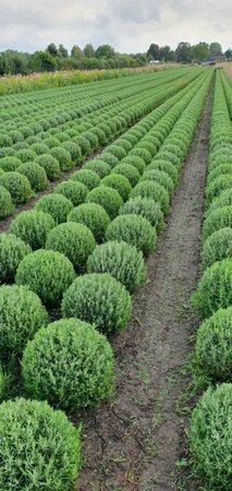 Lavandula angustifolia 'Munstead' P9 - afbeelding 10