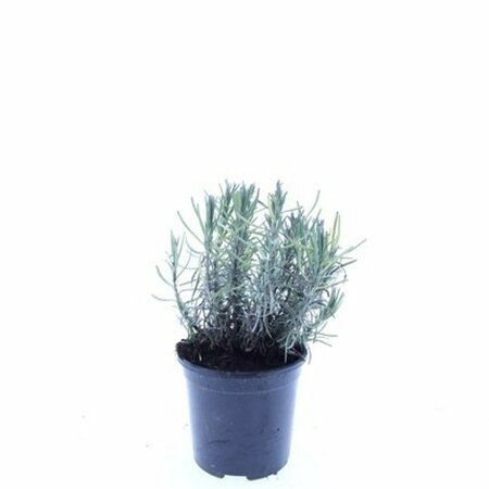 Lavandula angustifolia 'Munstead' P9 - afbeelding 31