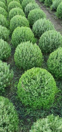 Lavandula angustifolia 'Munstead' P9 - afbeelding 12