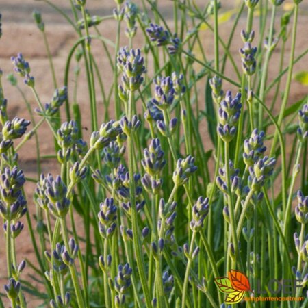 Lavandula angustifolia 'Munstead' P9 - afbeelding 1