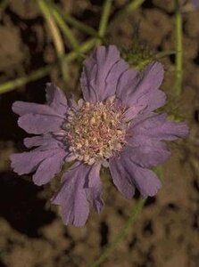Scabiosa caucasica P9 - afbeelding 1